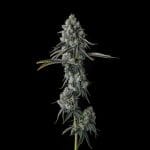 Chem 51 Feminised Seeds by Compound Genetics