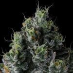 Chem 51 Feminised Seeds by Compound Genetics