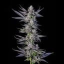 Runtz Carlton Feminised strain by Compound Genetics