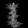 Runtz Carlton Feminised strain by Compound Genetics