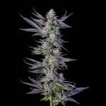 Runtz Carlton Feminised strain by Compound Genetics