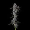 Chrome Dome Feminised strain by Compound Genetics
