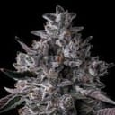 Chrome Dome Feminised strain by Compound Genetics