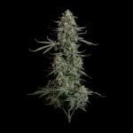 Seedsman Blue Dream Auto cannabis strain