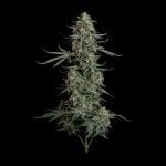 Seedsman Blue Dream Auto cannabis strain