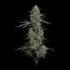 Seedsman Blue Dream Auto cannabis strain