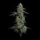Seedsman Blue Dream Auto cannabis strain