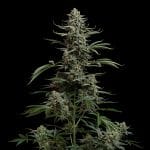 Seedsman Blue Dream Auto cannabis strain