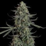 Seedsman Blue Dream Auto cannabis strain