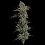 Seedsman Gelato 41 BX Auto cannabis strain