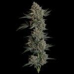Seedsman Gelato 41 BX Auto cannabis strain