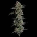 Seedsman Gelato 41 BX Auto cannabis strain