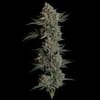 Seedsman Gelato 41 BX Auto cannabis strain