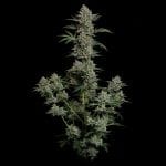 Seedsman Gelato 41 BX Auto cannabis strain