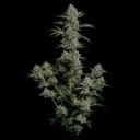 Seedsman Gelato 41 BX Auto cannabis strain