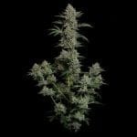 Seedsman Gelato 41 BX Auto cannabis strain