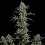 Seedsman Gelato 41 BX Auto cannabis strain
