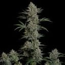 Seedsman Gelato 41 BX Auto cannabis strain