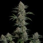 Seedsman Gelato 41 BX Auto cannabis strain
