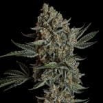 Seedsman Gelato 41 BX Auto cannabis strain