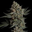 Seedsman Gelato 41 BX Auto cannabis strain