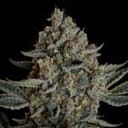 Seedsman Gelato 41 BX Auto cannabis strain