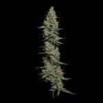 Seedsman Wedding Cake Auto cannabis strain