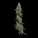 Seedsman Wedding Cake Auto cannabis strain