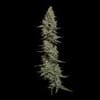 Seedsman Wedding Cake Auto cannabis strain