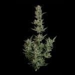 Seedsman Wedding Cake Auto cannabis strain