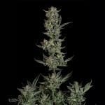 Seedsman Wedding Cake Auto cannabis strain
