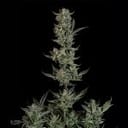 Seedsman Wedding Cake Auto cannabis strain