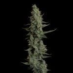 Seedsman Wedding Cake Auto cannabis strain