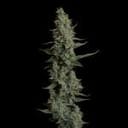 Seedsman Wedding Cake Auto cannabis strain