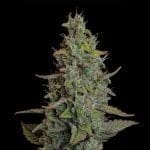 Seedsman Wedding Cake Auto cannabis strain