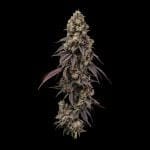 Seedsman Ice Cream Cake Fast cannabis strain