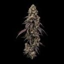 Seedsman Ice Cream Cake Fast cannabis strain