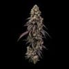 Seedsman Ice Cream Cake Fast cannabis strain