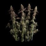 Seedsman Ice Cream Cake Fast cannabis strain