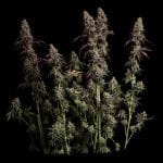 Seedsman Ice Cream Cake Fast cannabis strain