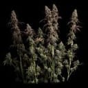 Seedsman Ice Cream Cake Fast cannabis strain