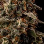 Seedsman Ice Cream Cake Fast cannabis strain