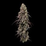 Seedsman Jealousy Fast cannabis strain