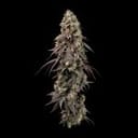 Seedsman Jealousy Fast cannabis strain