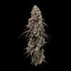 Seedsman Jealousy Fast cannabis strain