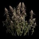 Seedsman Jealousy Fast cannabis strain