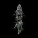 Seedsman Jealousy Fast cannabis strain