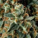 Seedsman Jealousy Fast cannabis strain