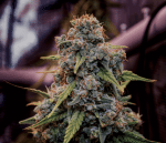 Genius Juice Feminised by Brothers Grimm Seeds