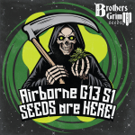 Airborne G13 S1 Feminised strain by Brothers Grimm